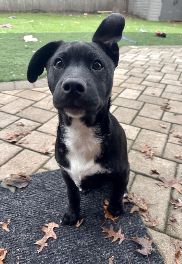 Pippin, Adoptable, Puppy Male Labrador Retriever & Pit Bull Terrier.