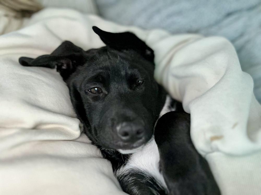 Pippin, a Adoptable mixed breed in Greenlawn, NY image 3/6