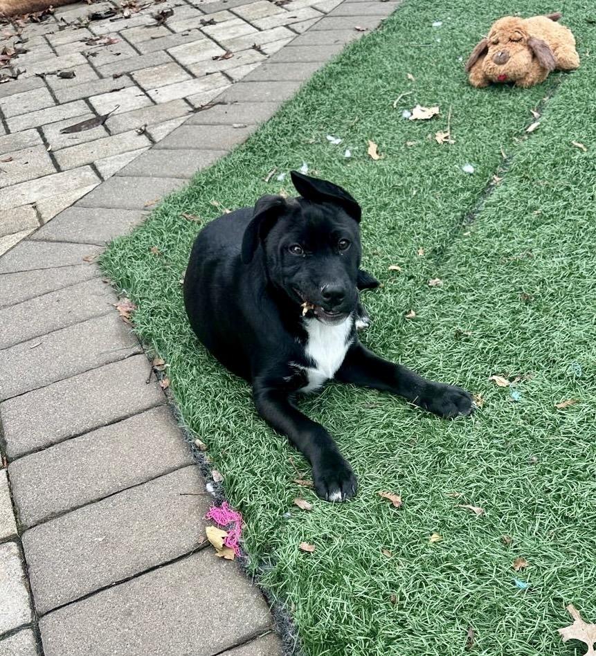 Enlarge Pippin, a Adoptable mixed breed in Greenlawn, NY image 3/6