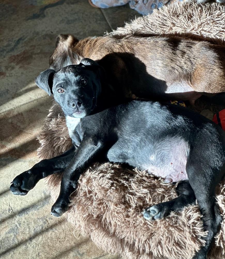 Enlarge Pippin, a Adoptable mixed breed in Greenlawn, NY image 4/6