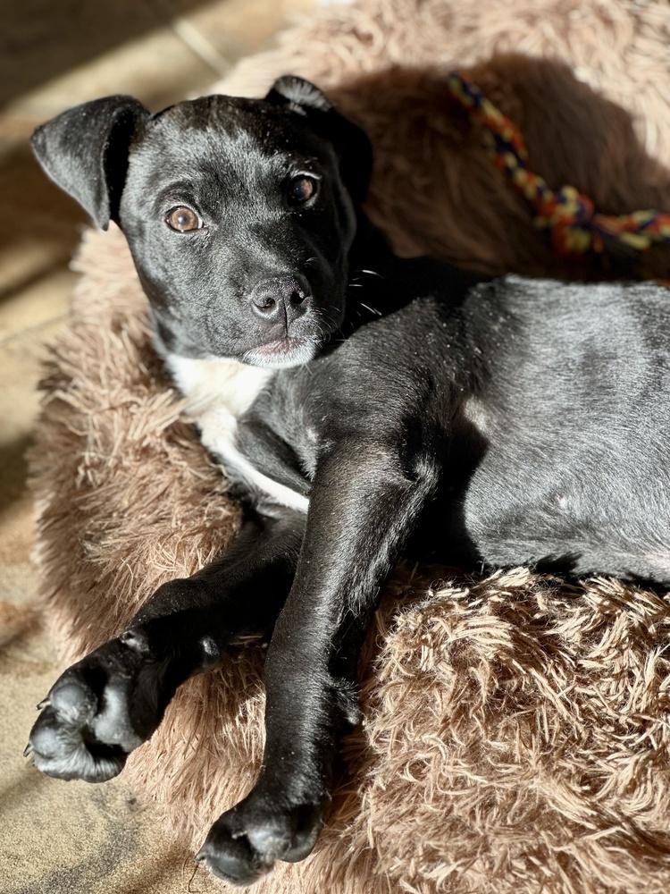 Enlarge Pippin, a Adoptable mixed breed in Greenlawn, NY image 5/6