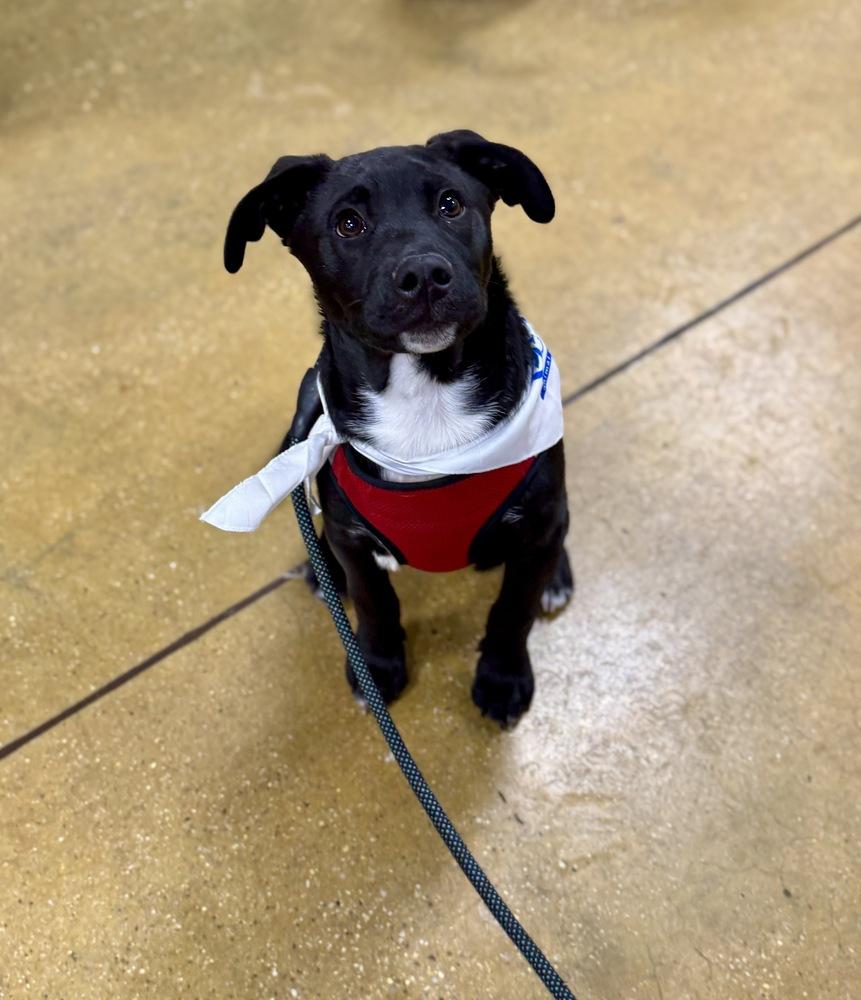 Pippin, a Adoptable mixed breed in Greenlawn, NY image 4/6