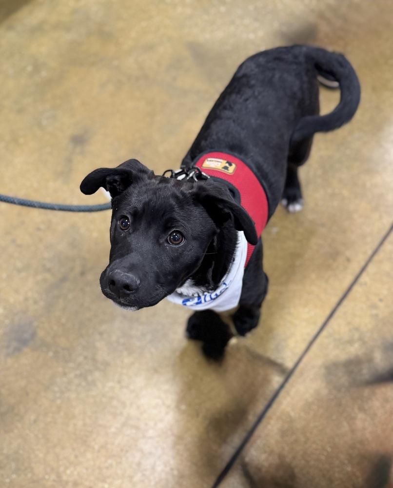 Pippin, a Adoptable mixed breed in Greenlawn, NY image 5/6