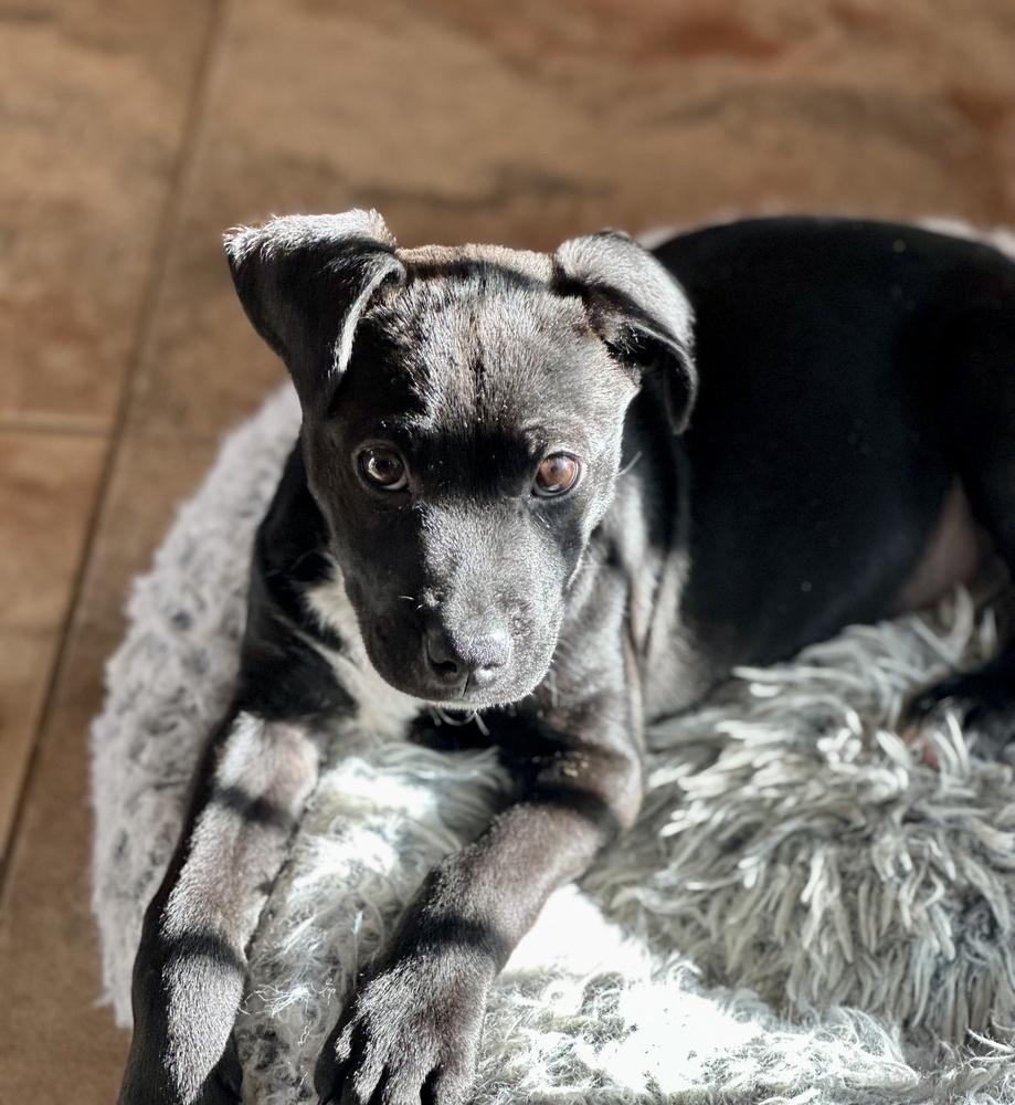 Enlarge Pippin, a Adoptable mixed breed in Greenlawn, NY image 6/6