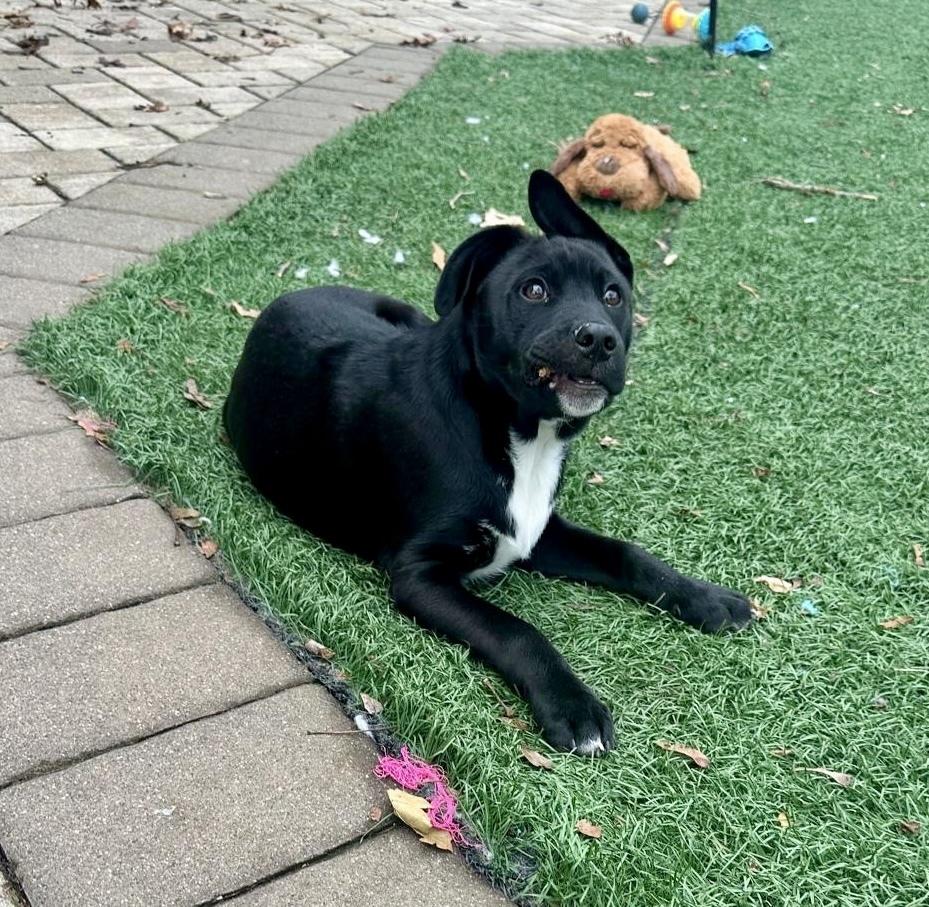 Enlarge Pippin, a Adoptable mixed breed in Greenlawn, NY image 5/6