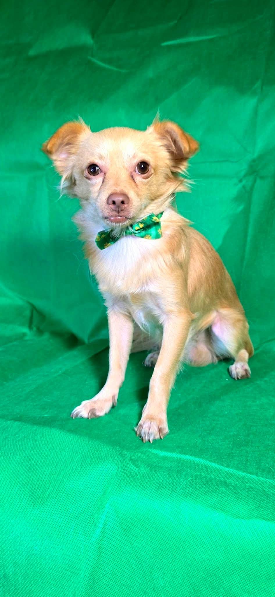 Enlarge Hugh, a Adoptable mixed breed in Snohomish , WA image 3/6