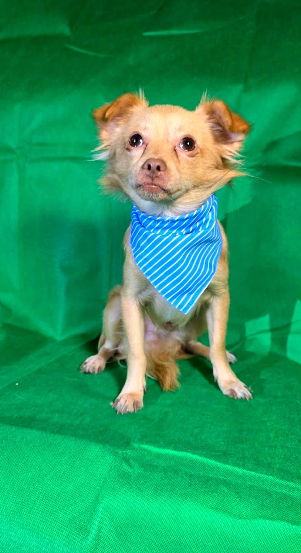 Enlarge Hugh, a Adoptable mixed breed in Snohomish , WA image 5/6