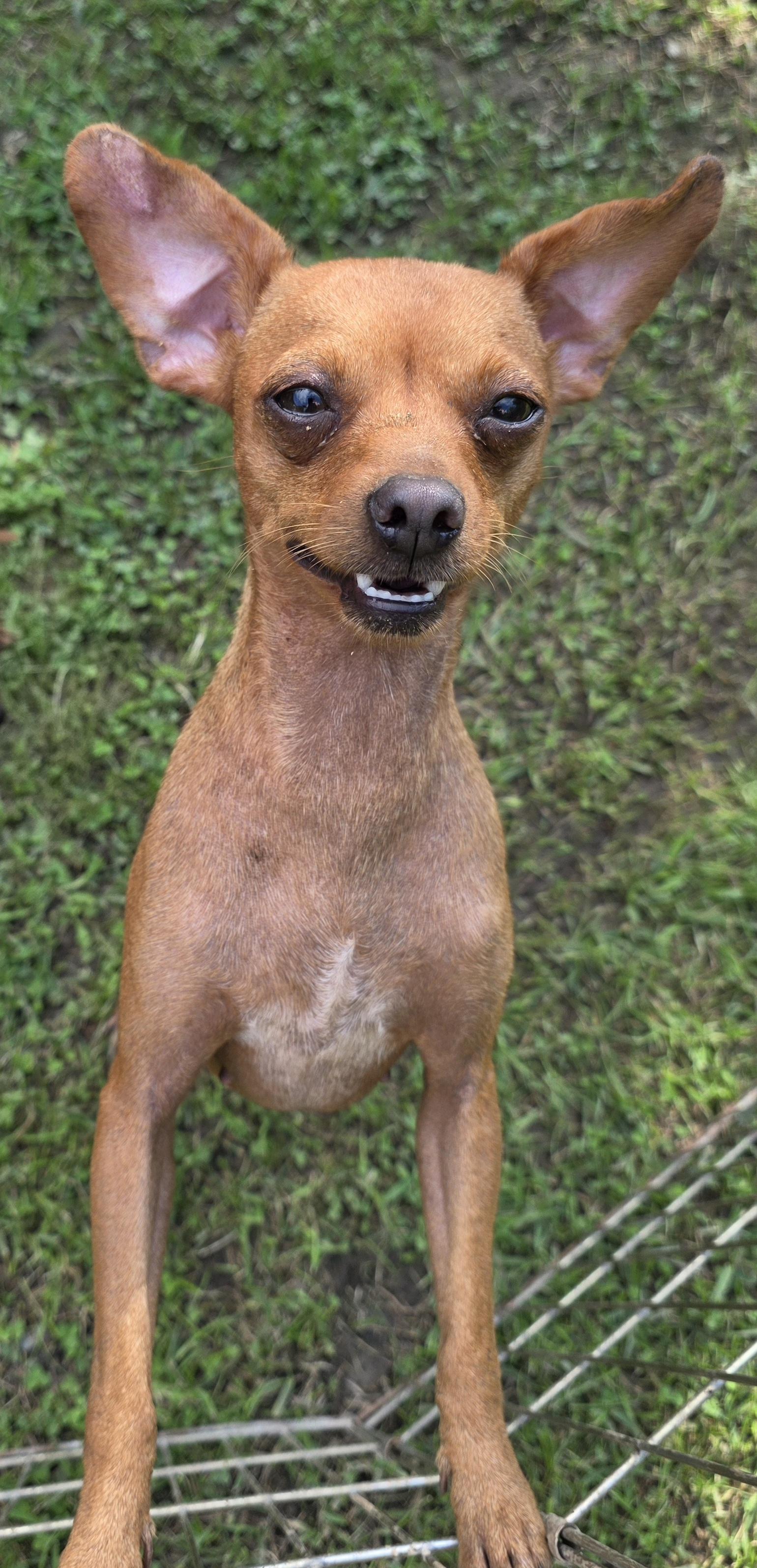 Enlarge Bella, a ADOPTABLE Miniature Pinscher in Diamond, OH image 1/1