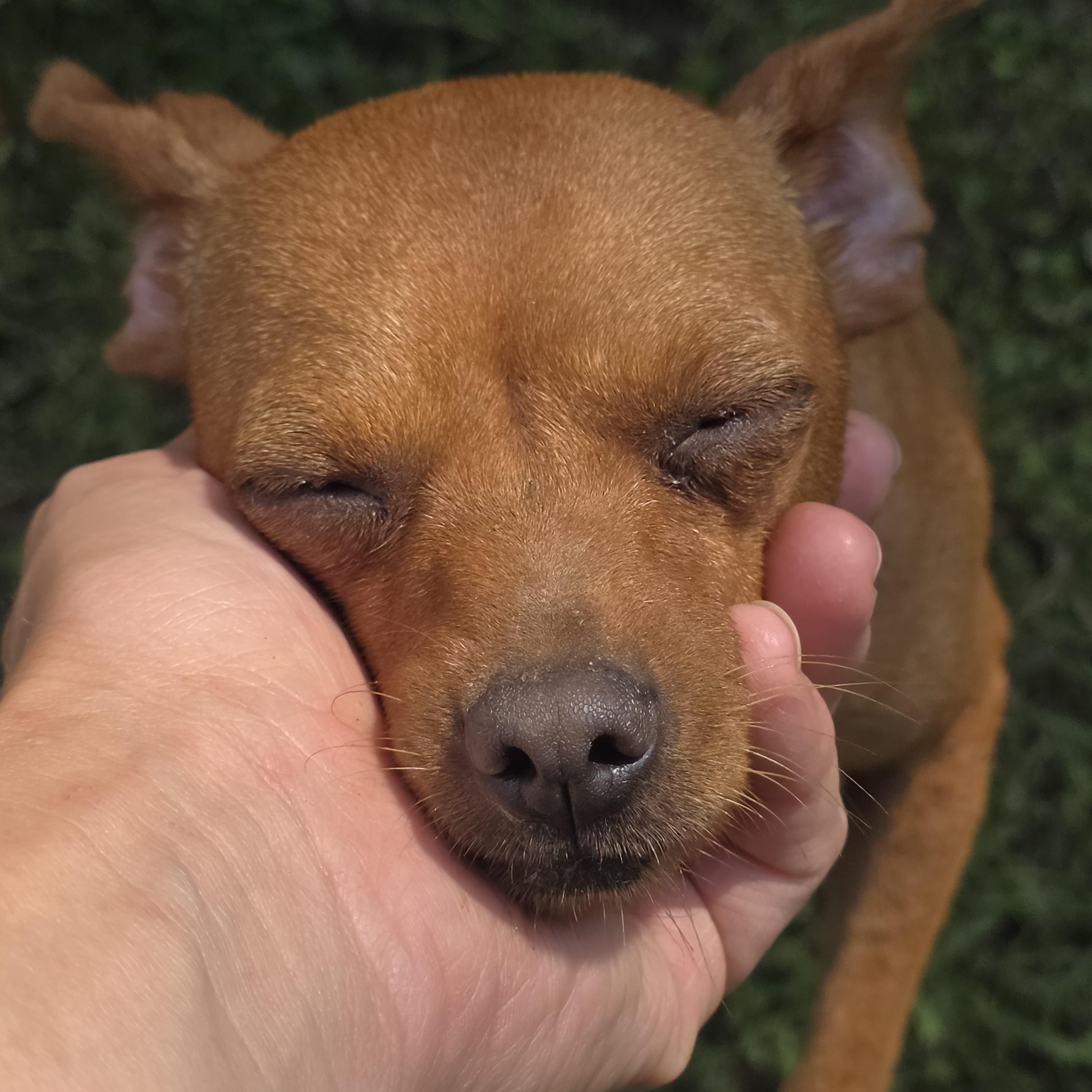 Enlarge Bella, a ADOPTABLE Miniature Pinscher in Diamond, OH image 2/2