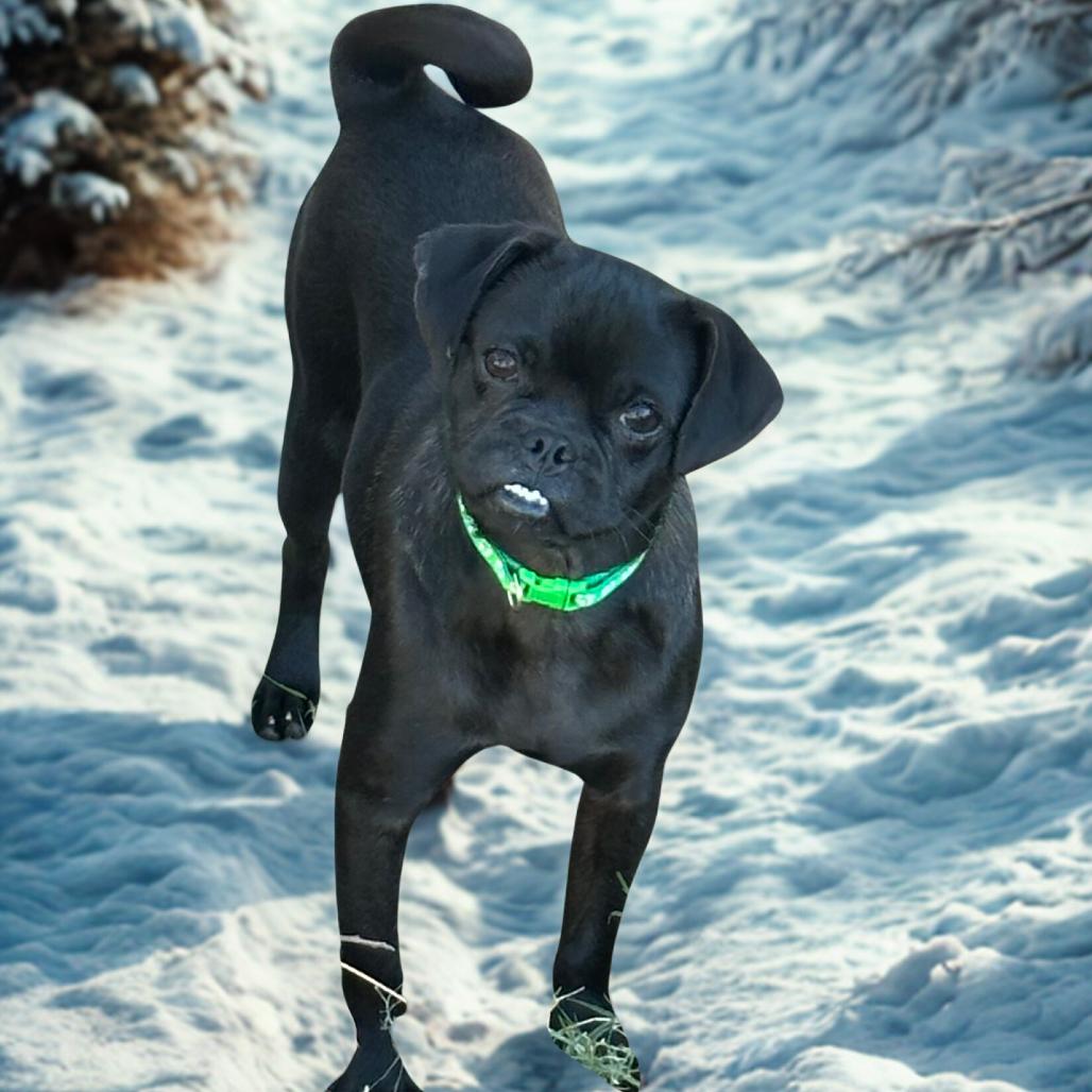 Enlarge Maggie, a Adoptable mixed breed in Phoenix, AZ image 1/4