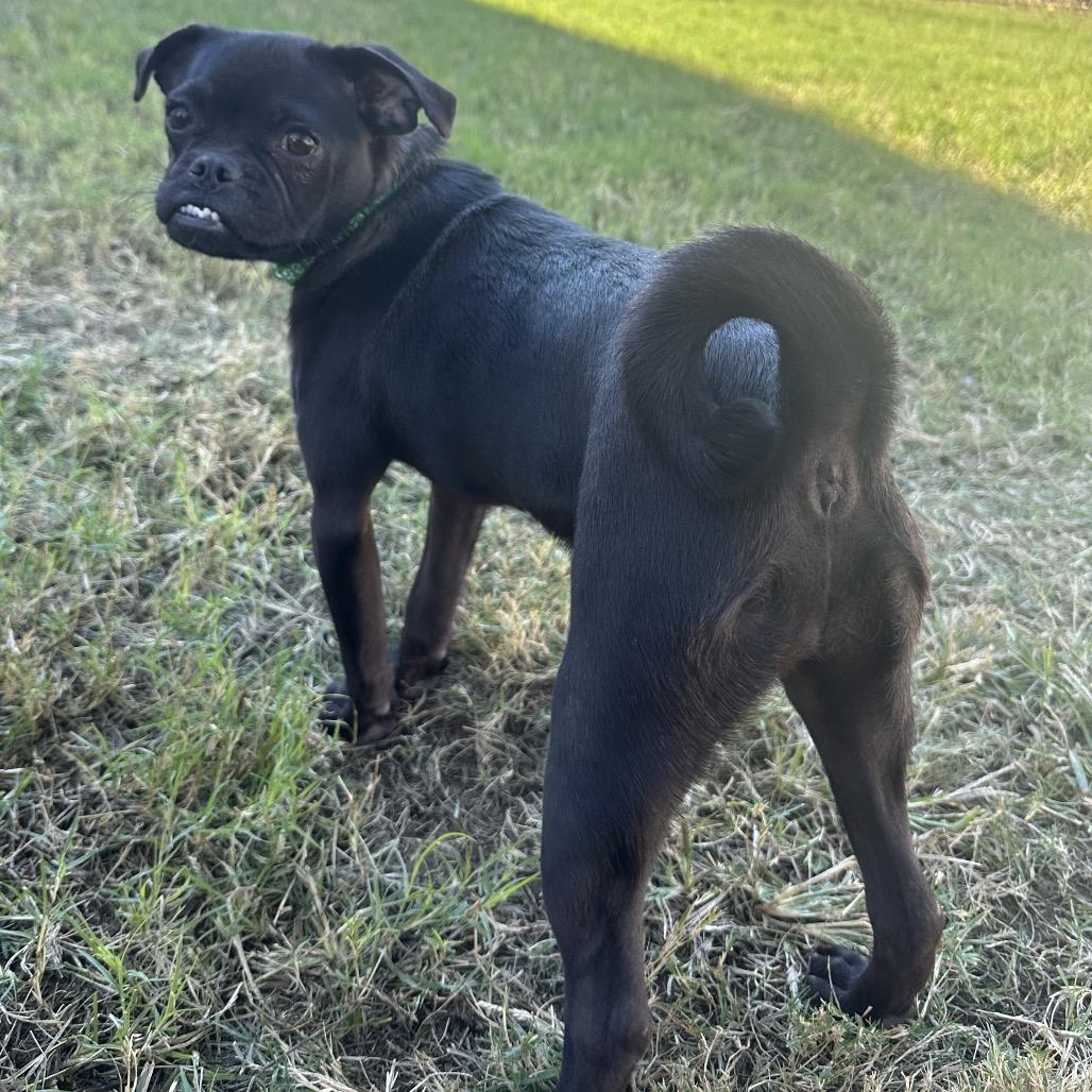 Enlarge Maggie, a Adoptable mixed breed in Phoenix, AZ image 2/4