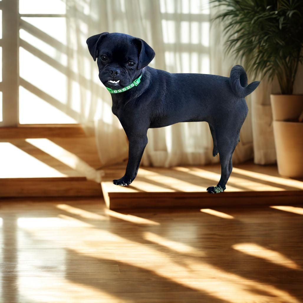 Enlarge Maggie, a Adoptable mixed breed in Phoenix, AZ image 3/4