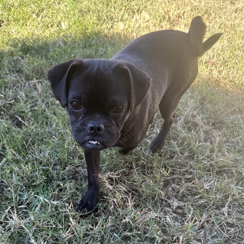 Enlarge Maggie, a Adoptable mixed breed in Phoenix, AZ image 4/4