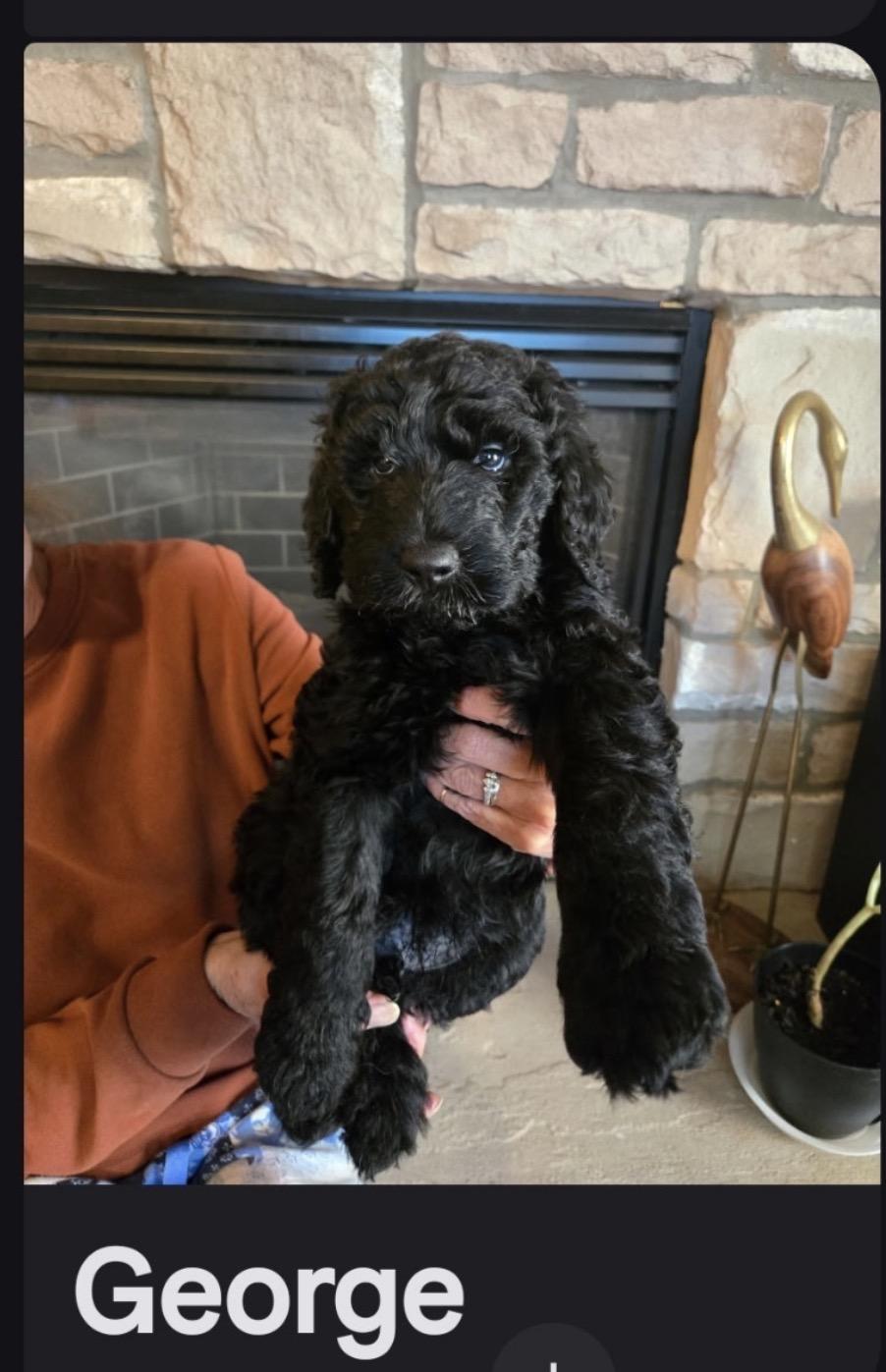 George, Adoptable, Puppy Male Goldendoodle.