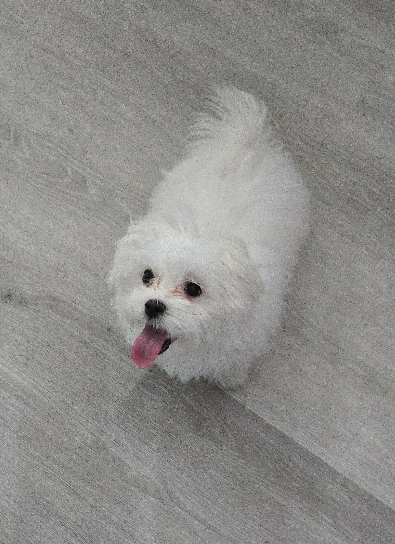 Djinn Djinn, ADOPTABLE, Puppy Male Maltese.