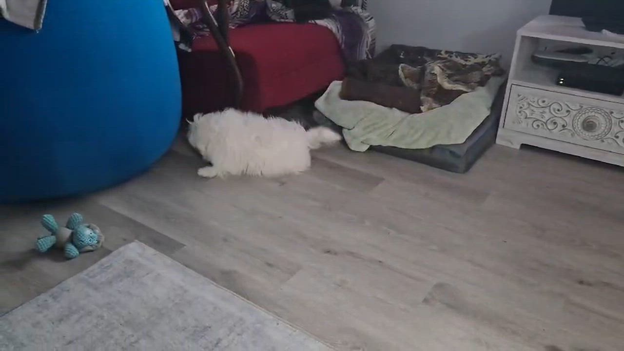 Enlarge Djinn Djinn, a ADOPTABLE Maltese in Rockaway, NJ video 3/3