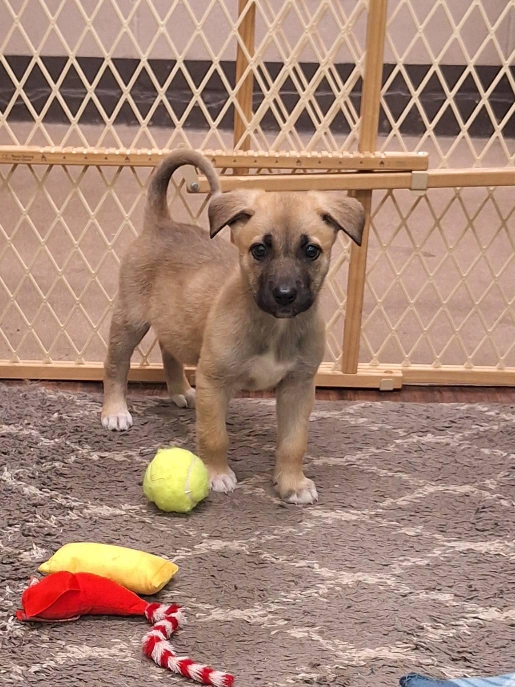 Enlarge Stella, a ADOPTABLE mixed breed in Canon City, CO image 2/2