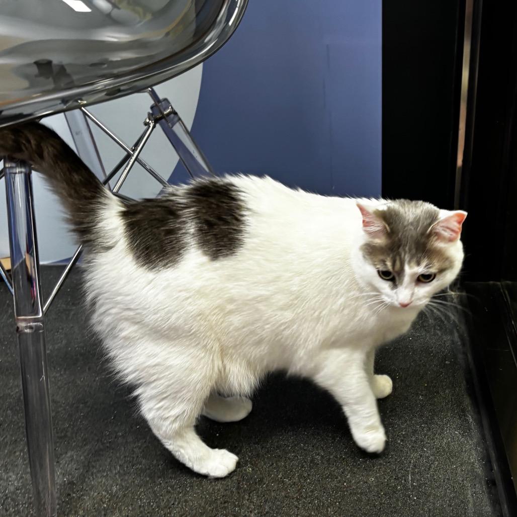 Olive — thumbnail 2