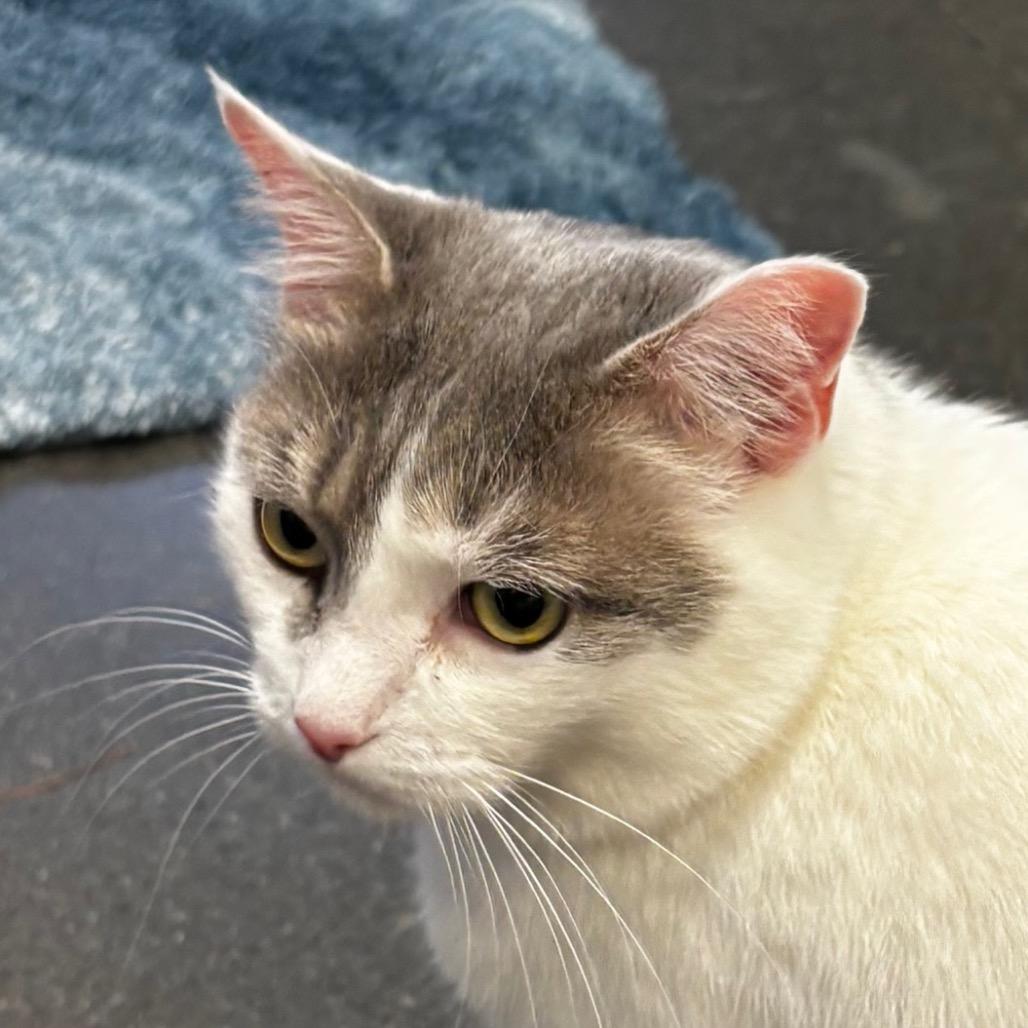 Olive — thumbnail 3