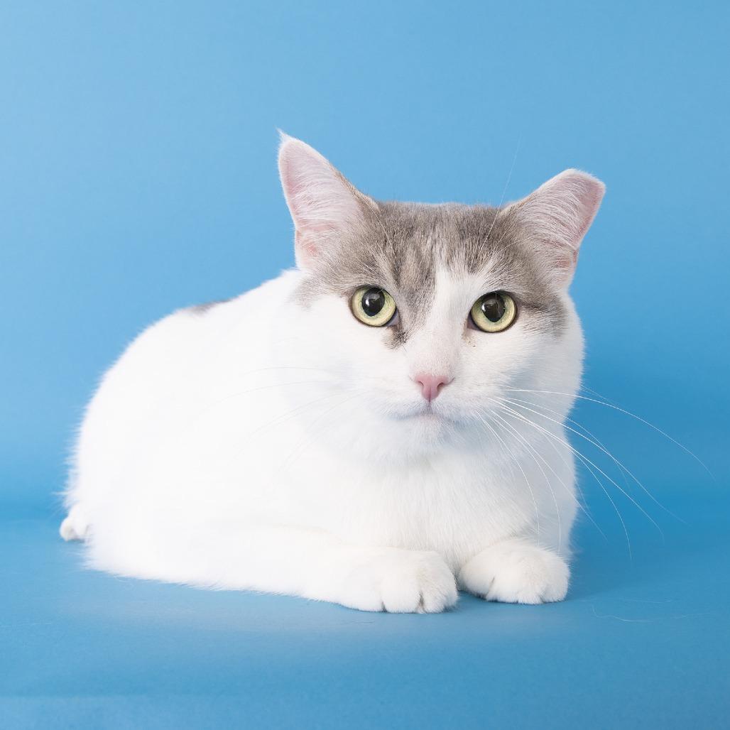 Olive — thumbnail 4