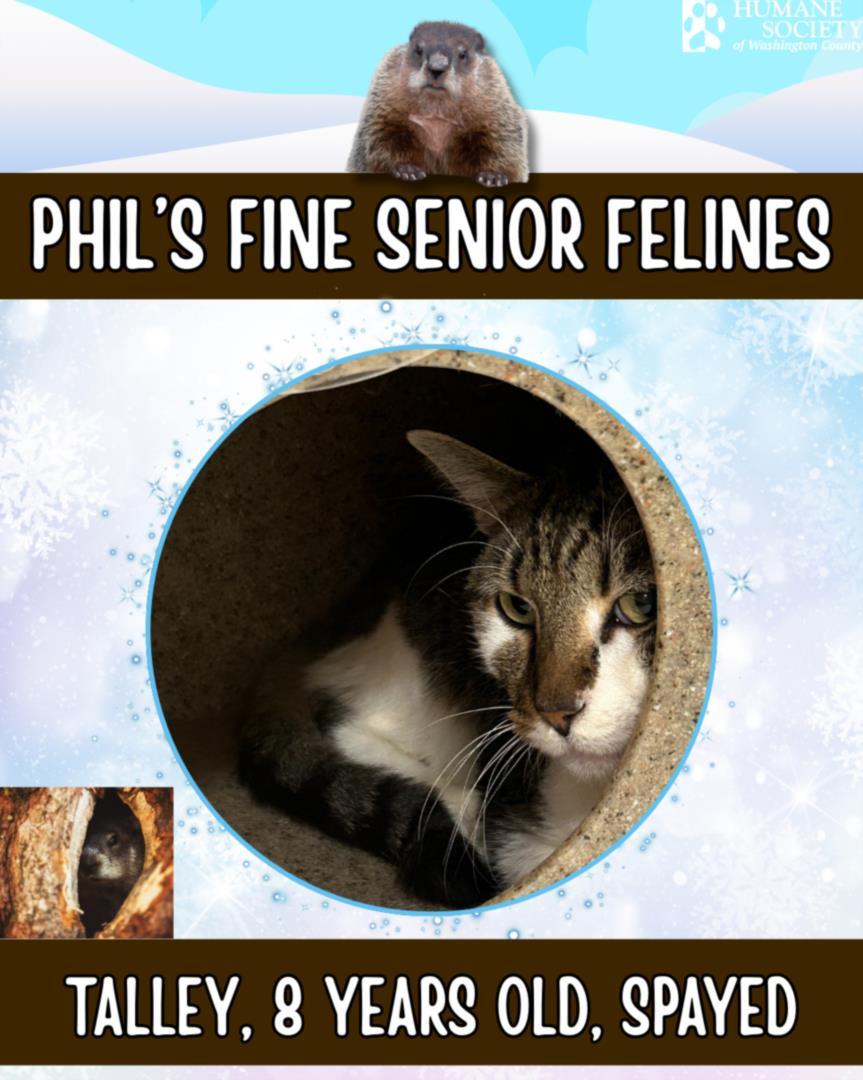 TALLEY, Adoptable, Adult Female Domestic Short Hair.