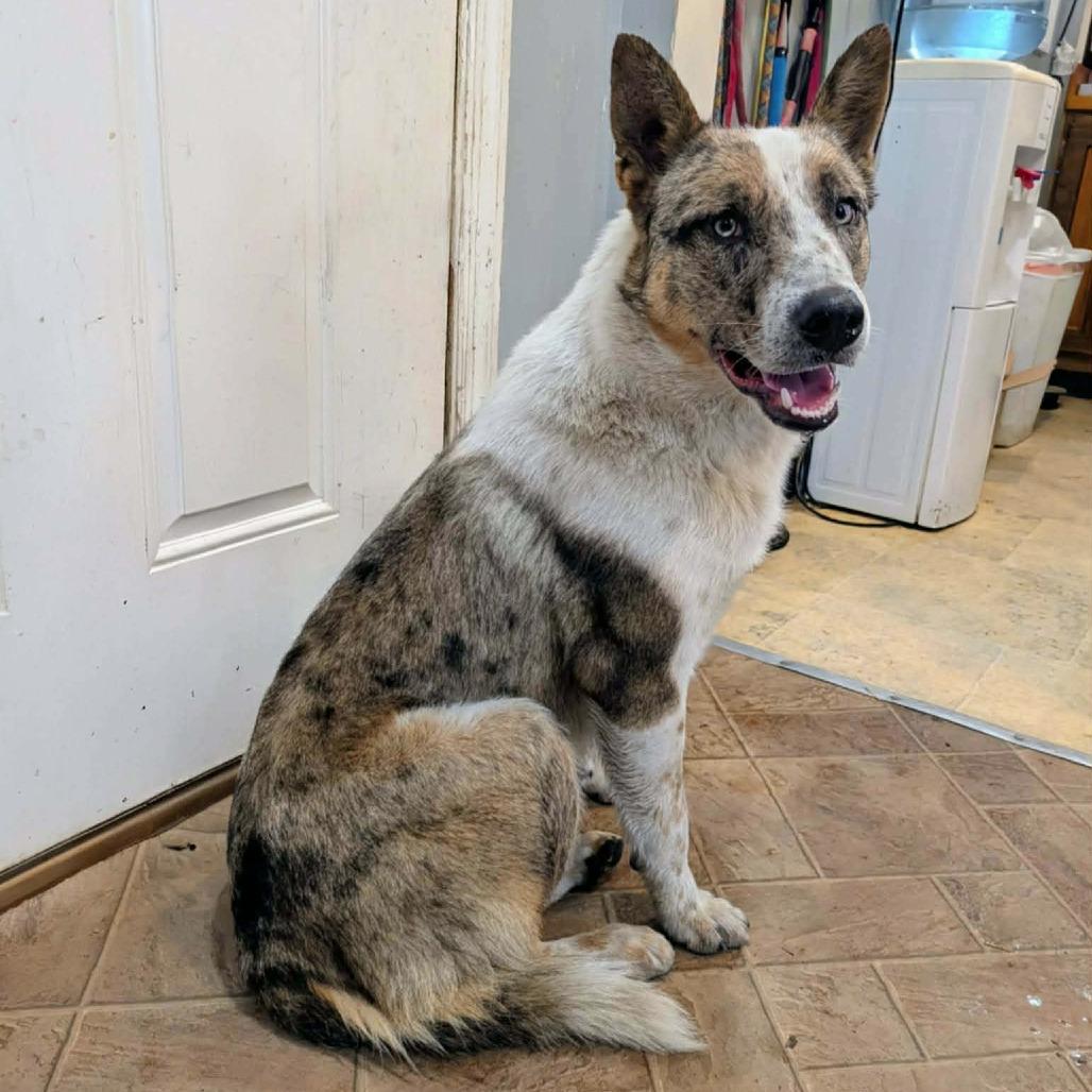 Saroo, Adoptable, Adult Male Mixed Breed.