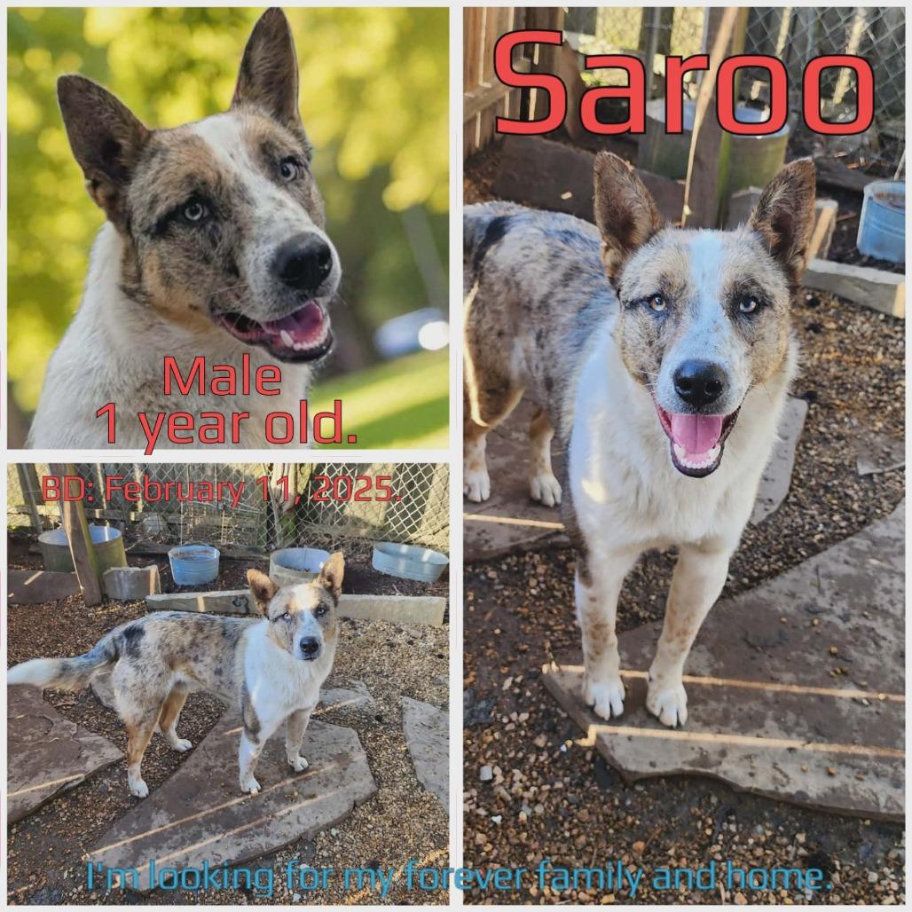 Enlarge Saroo, a Adoptable Mixed Breed in Boaz, AL image 3/3