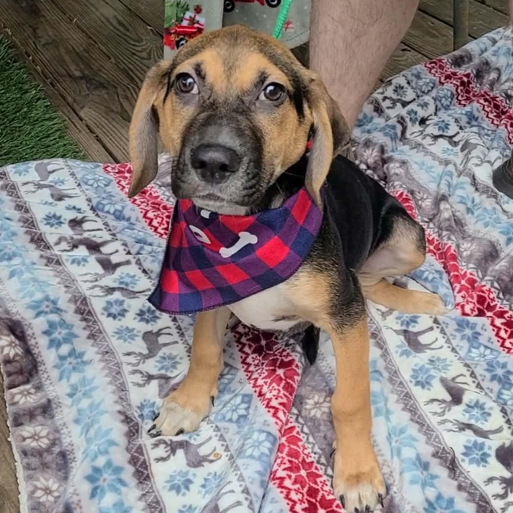 Curly, a Adoptable Mixed Breed in Woolwich, ME image 1/4