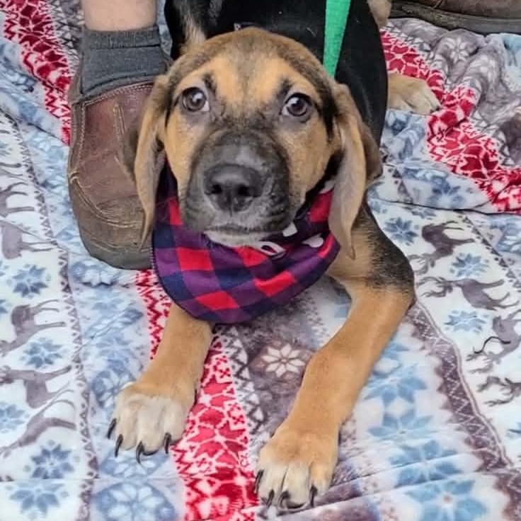 Curly, a Adoptable Mixed Breed in Woolwich, ME image 2/4