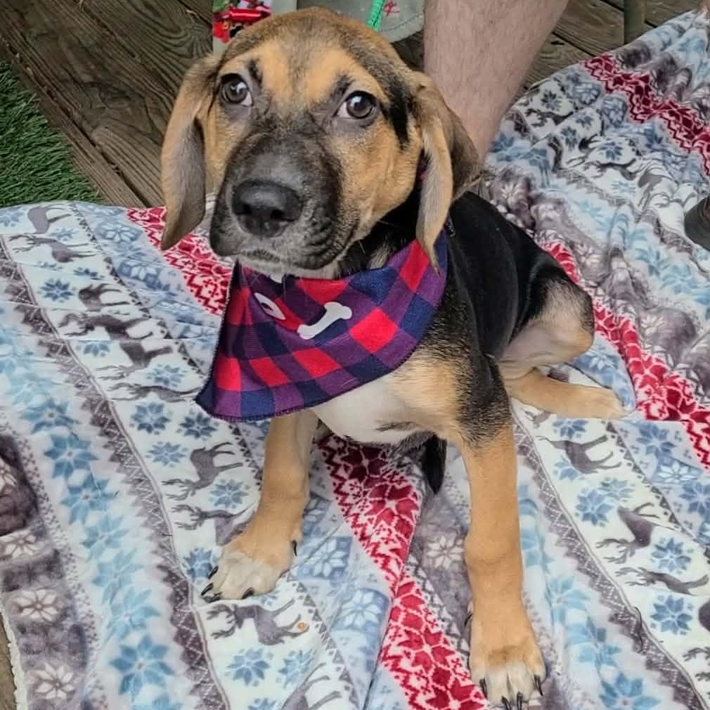 Curly, a Adoptable Mixed Breed in Woolwich, ME image 3/4