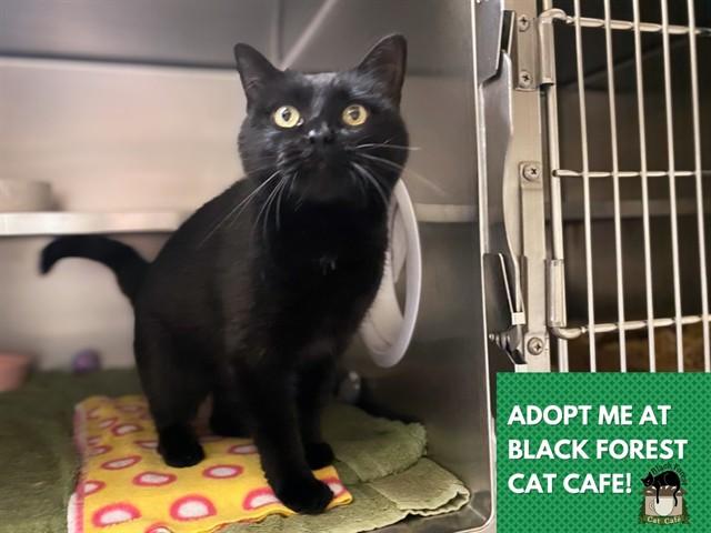 INKY, Adoptable, Young Female Domestic Short Hair.