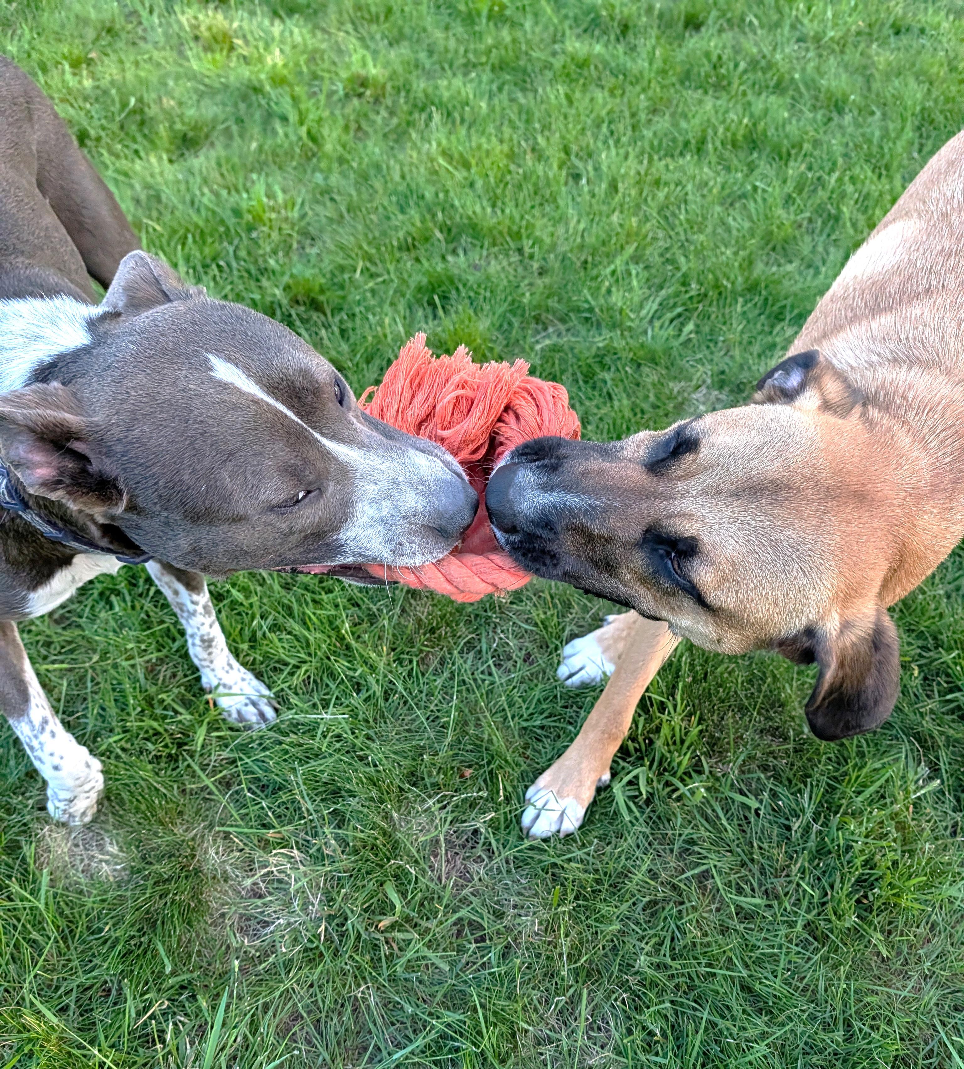 Taco, an adopted mixed breed in Olympia, WA image 2/6