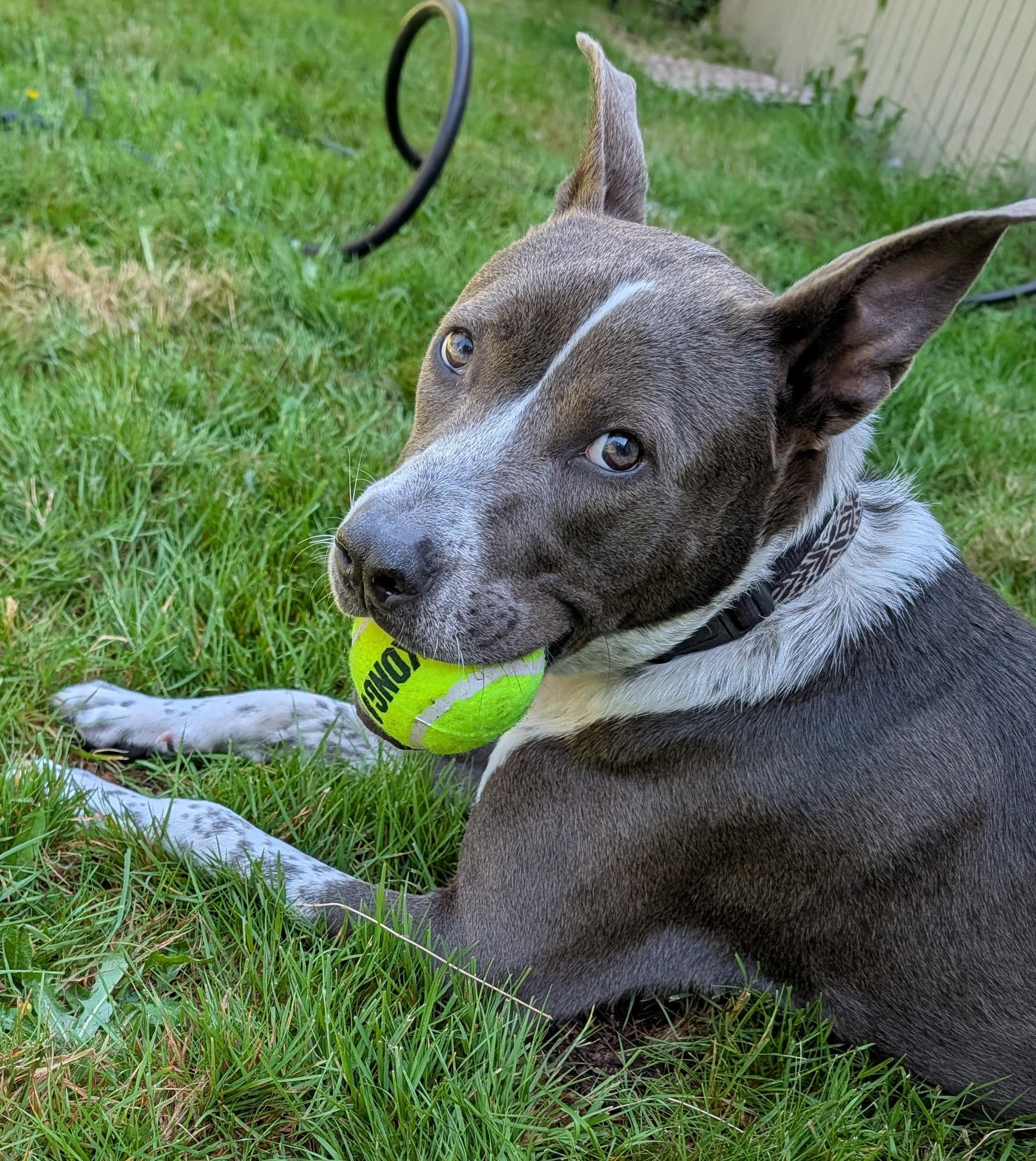 Taco, adopted, Young Male Border Collie & Pit Bull Terrier.