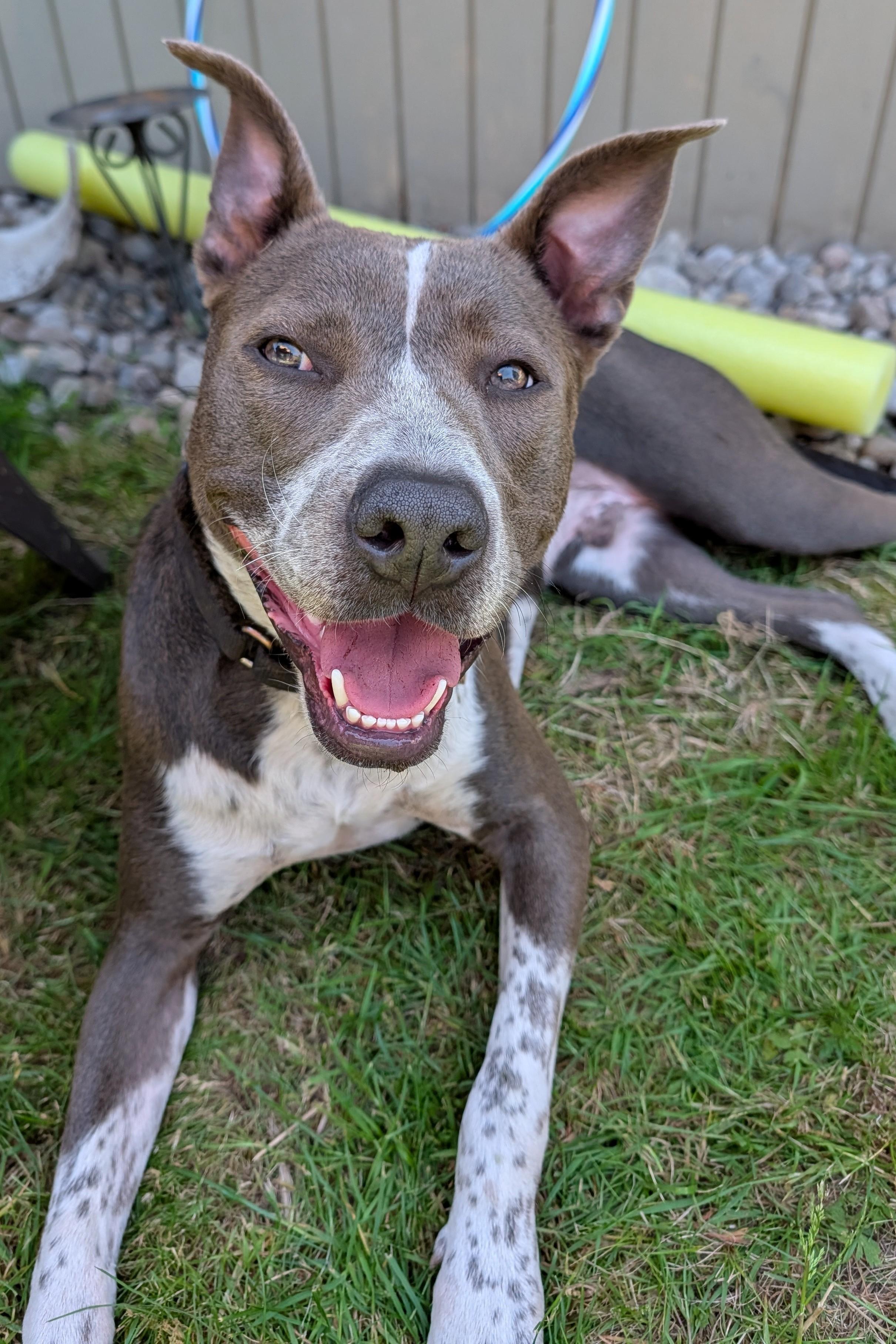 Taco, an adopted mixed breed in Olympia, WA image 6/6