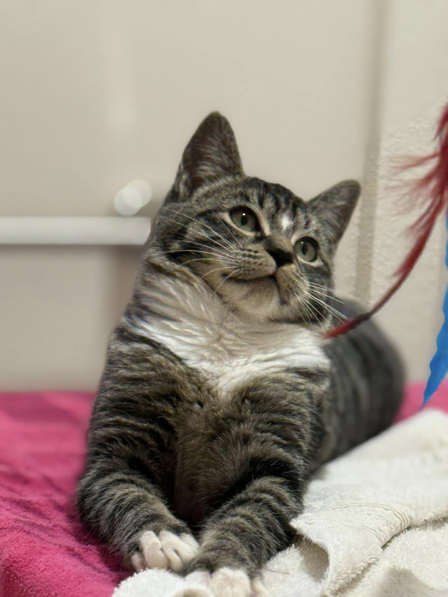 Enlarge Maggie, an adopted Domestic Short Hair in Spokane, WA image 3/3