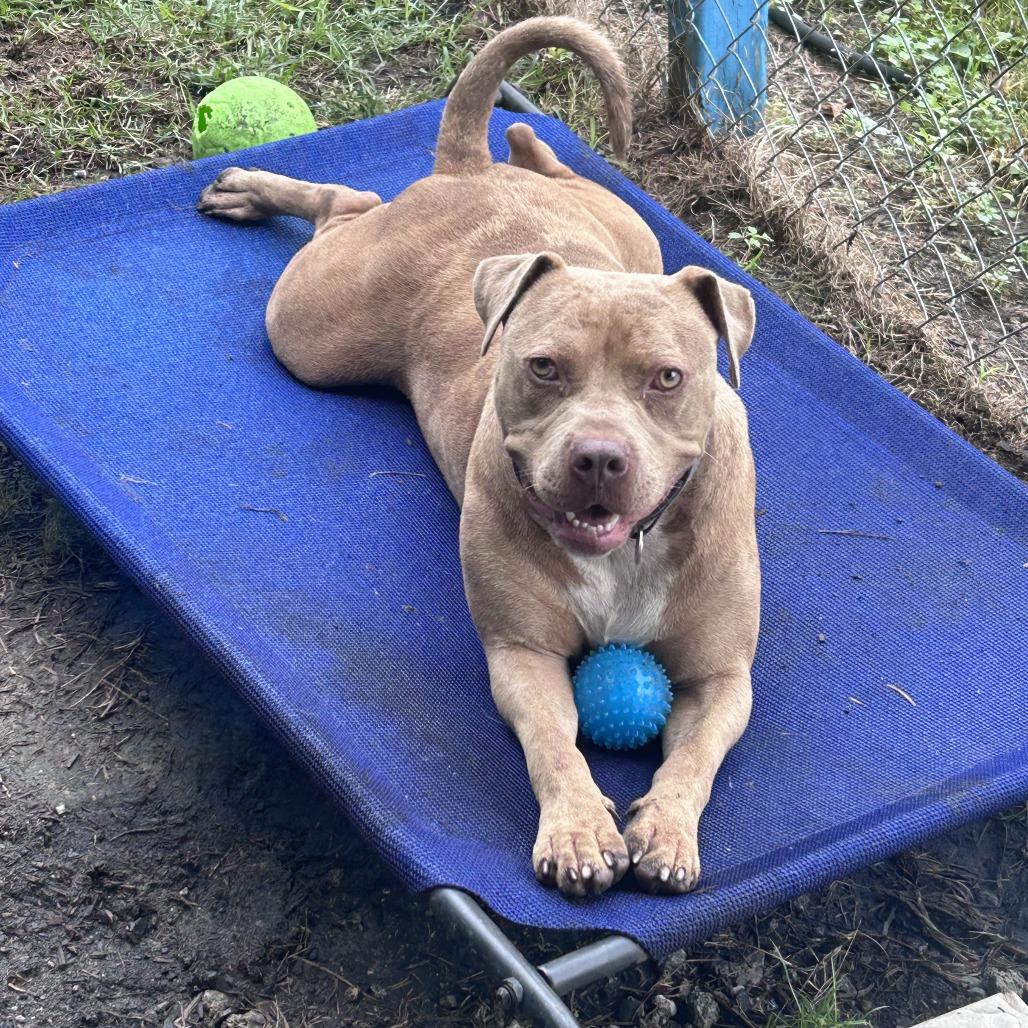 Mike, Adoptable, Adult Male Pit Bull Terrier.