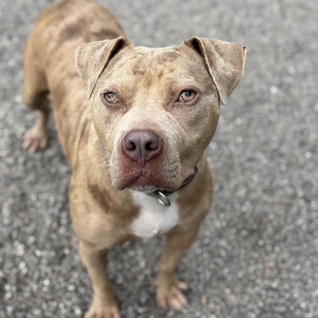 Mike, Adoptable, Adult Male Pit Bull Terrier.