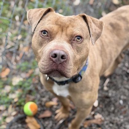 Mike, Adoptable, Adult Male Pit Bull Terrier.