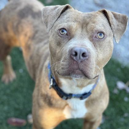 Mike, a Adoptable mixed breed in Newport, NC image 3/6