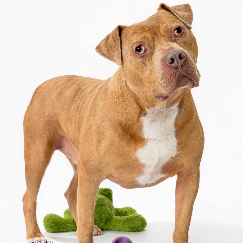 Enlarge Mike, a Adoptable mixed breed in Newport, NC image 3/6