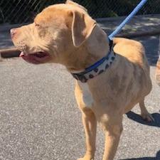 Mike, a Adoptable mixed breed in Newport, NC image 4/6