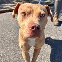 Mike, a Adoptable mixed breed in Newport, NC image 5/6