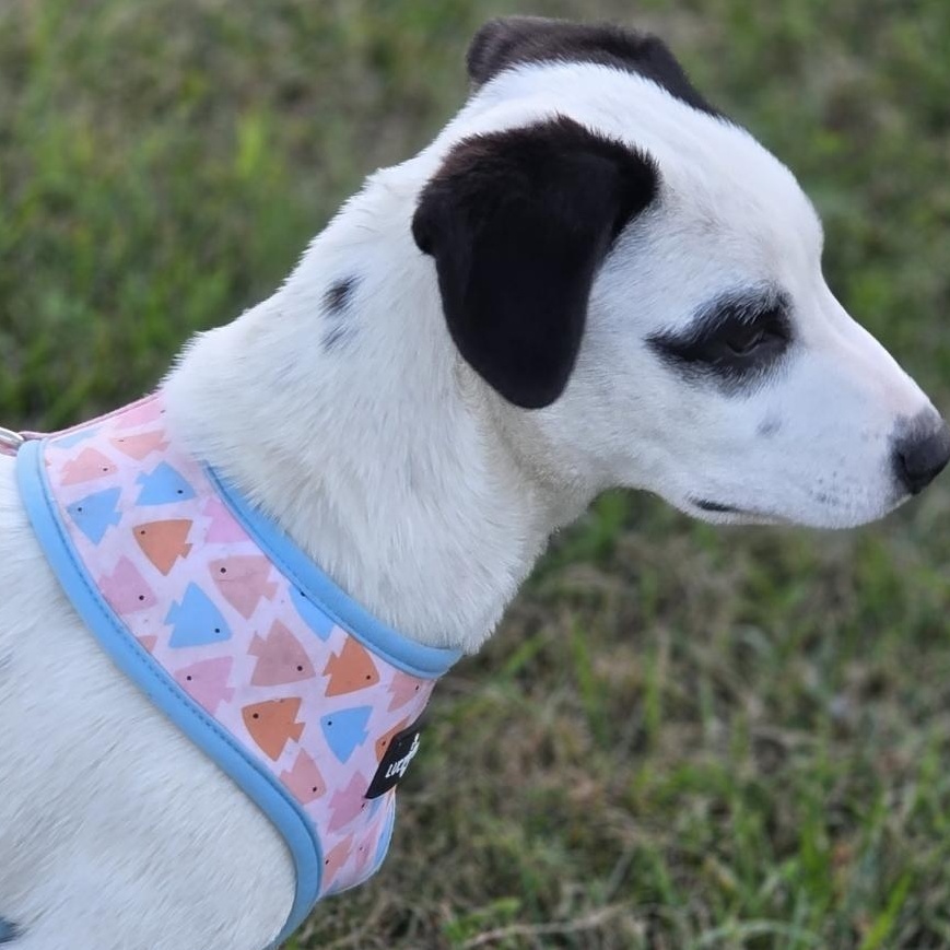 Enlarge Jazz, a Adoptable mixed breed in Minneapolis, MN image 5/5