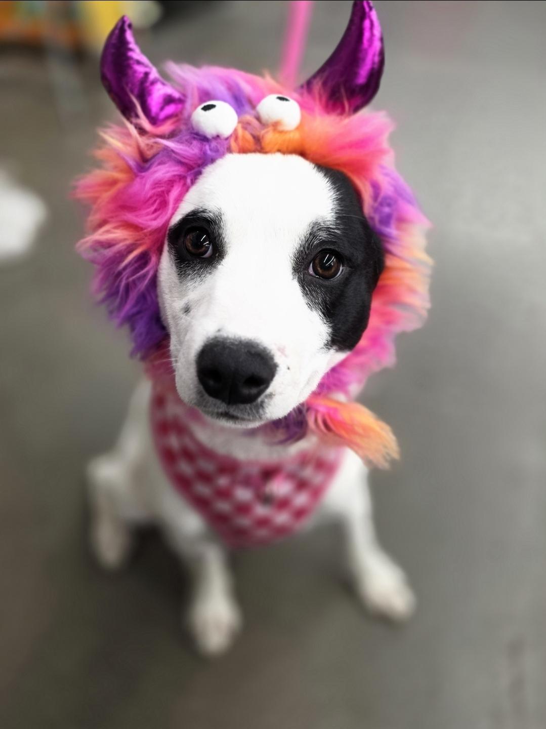 Enlarge Jazz, a Adoptable mixed breed in Minneapolis, MN image 2/5
