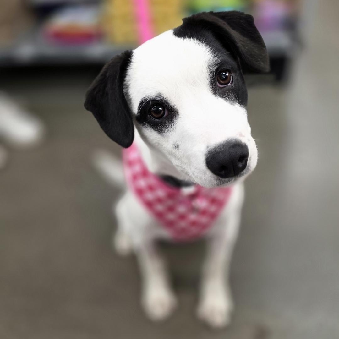 Enlarge Jazz, a Adoptable mixed breed in Minneapolis, MN image 3/5
