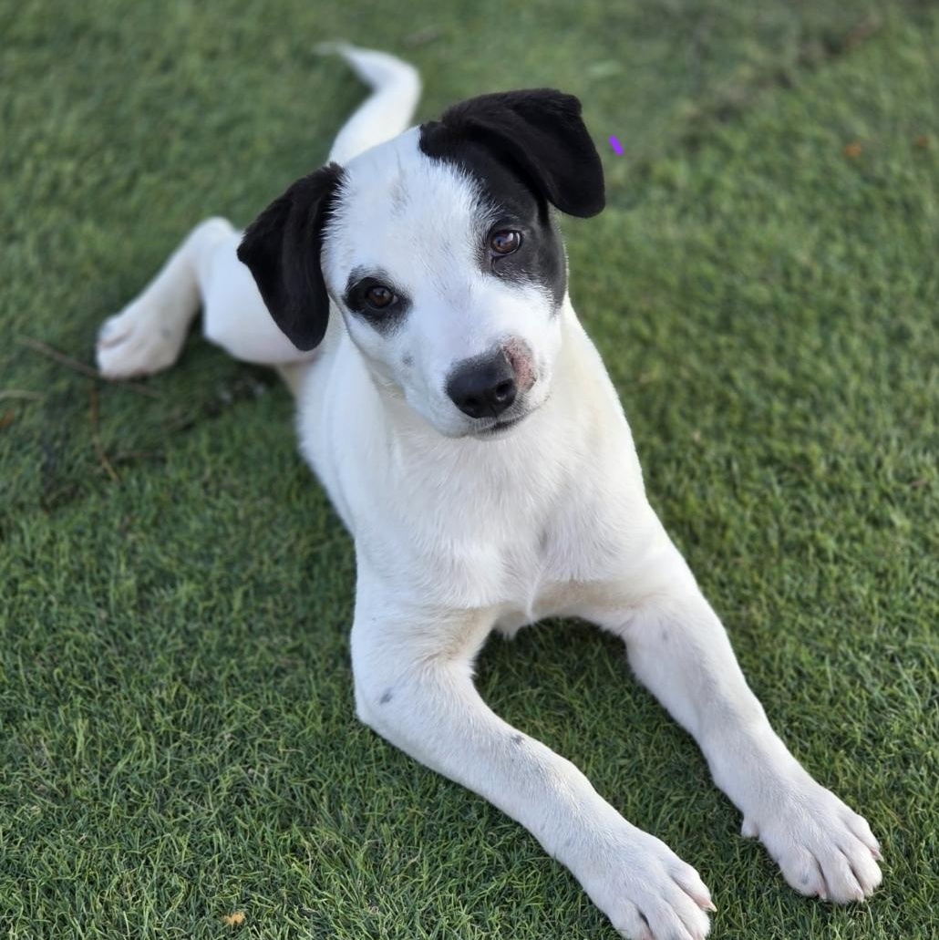 Enlarge Jazz, a Adoptable mixed breed in Minneapolis, MN image 4/5