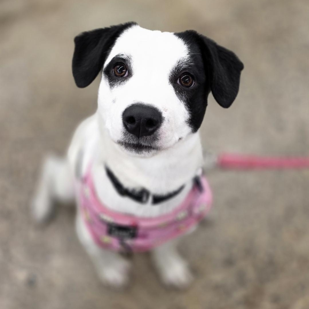 Jazz, Adoptable, Puppy Female Pointer & Dalmatian.