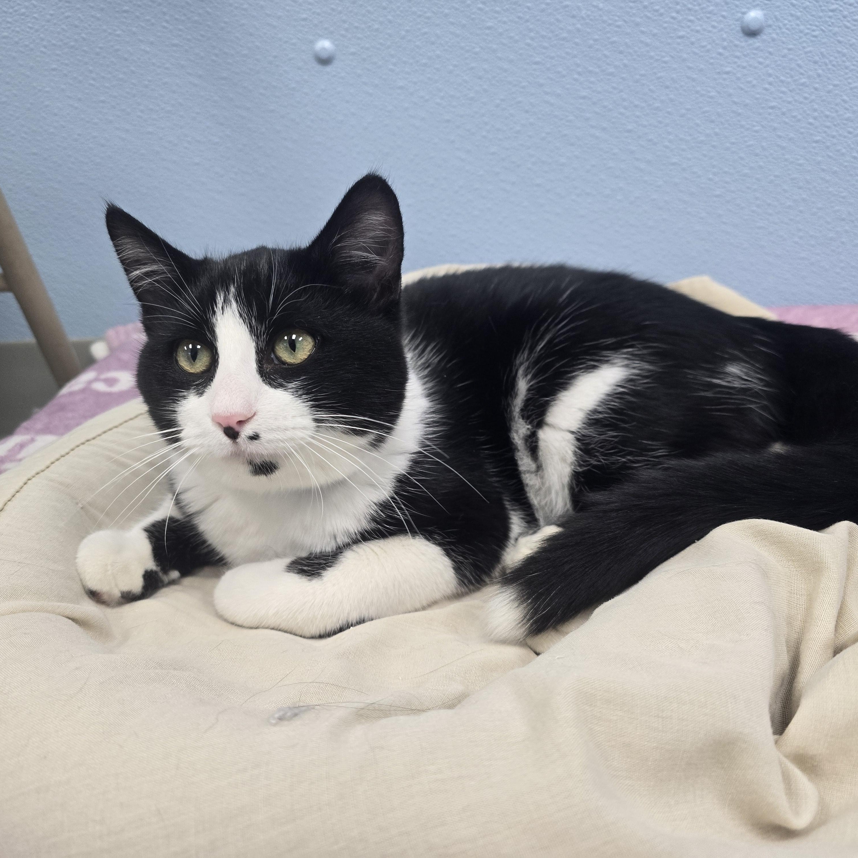 Eclipse, adopted, Young Male Domestic Short Hair.