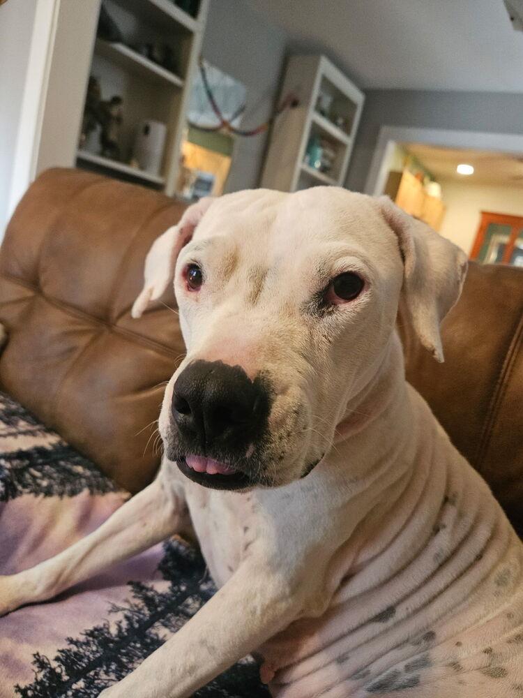 Cinder, Adoptable, Adult Female Pit Bull Terrier & Mixed Breed.