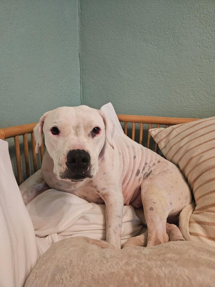 Cinder, a Adoptable mixed breed in Denver, CO image 3/6